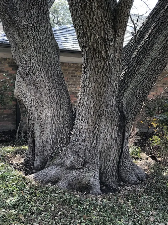 Mature heritage tree close to a Wilsey property cared for by certified arborists